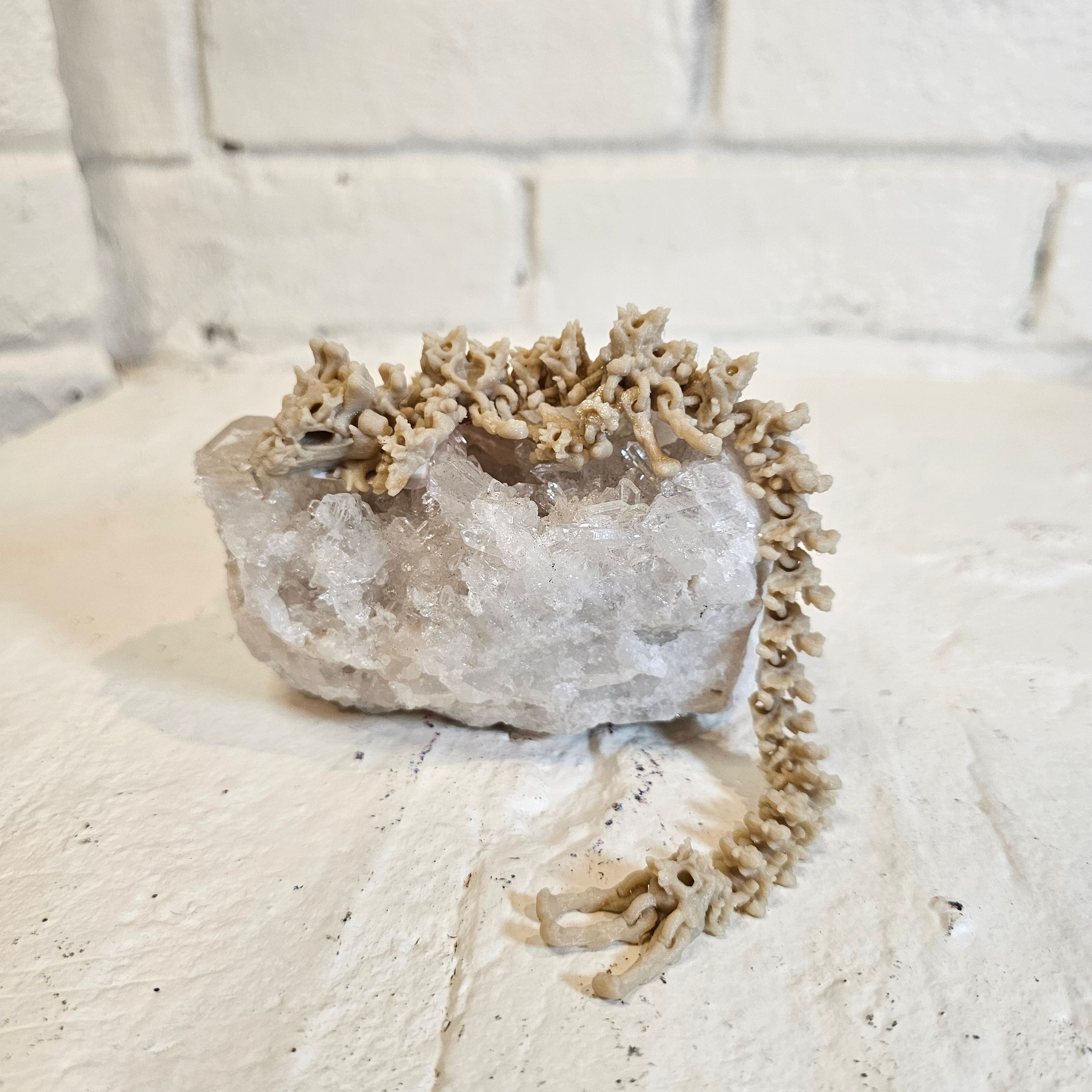 🥵 Bone dragon no wing